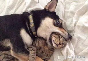 爆料贺峻霖怕狗的视频,勇敢面对恐惧，揭秘明星内心世界